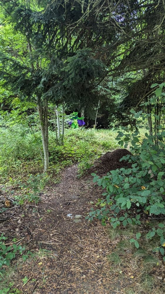 
A dark forest - Photo 7