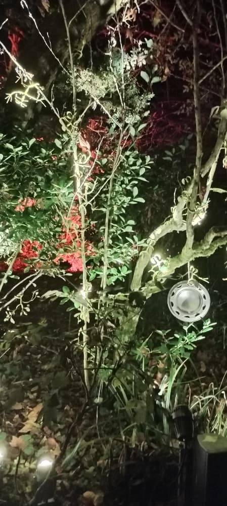 La forêt interdite - Photo 32