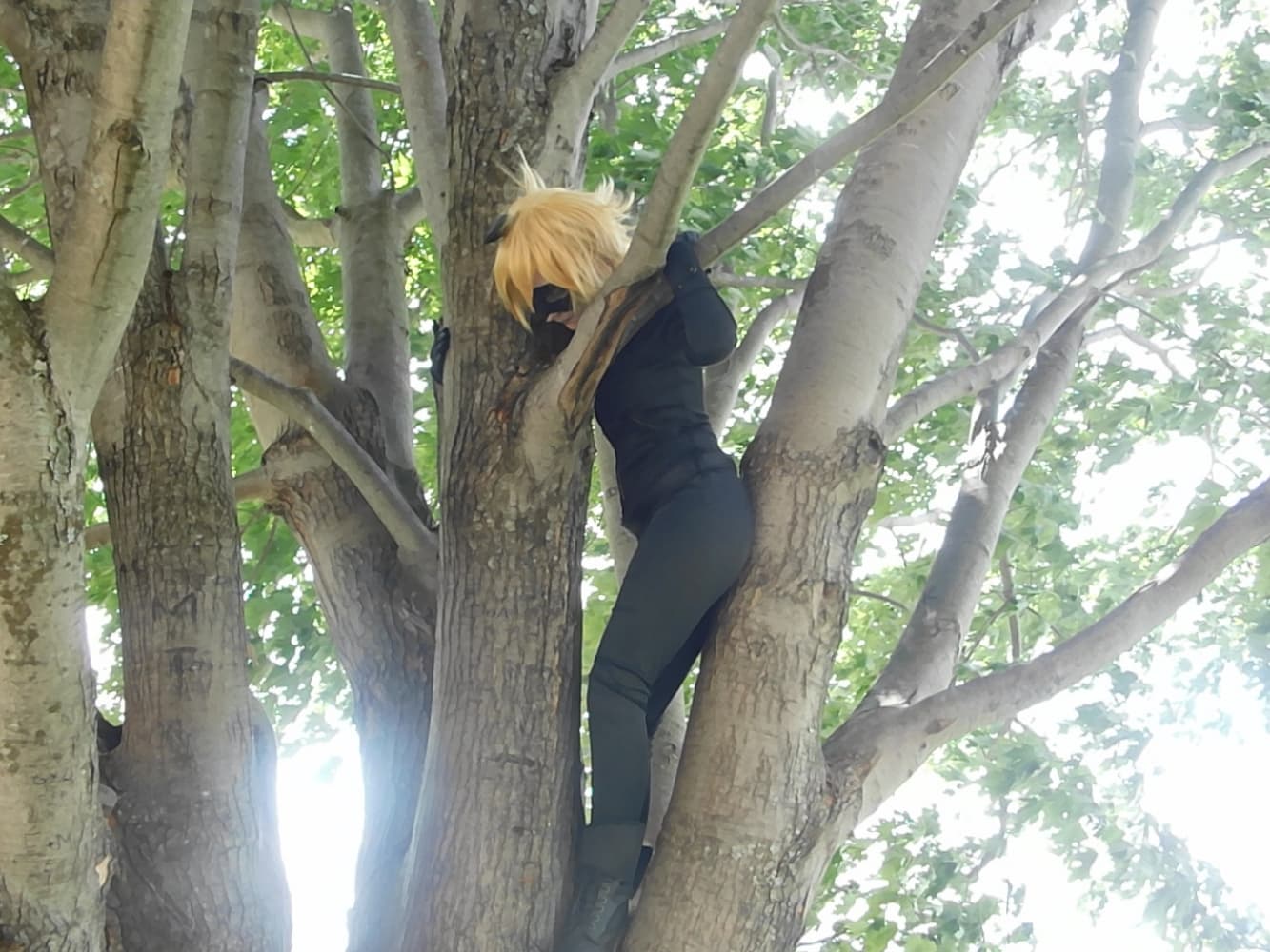 Chat Noir - Photo 11