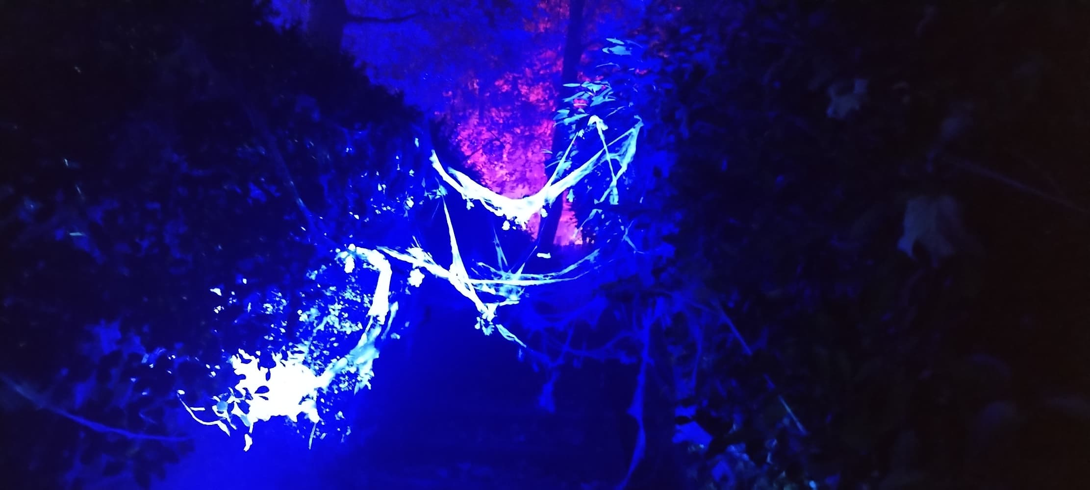 La forêt interdite - Photo 24