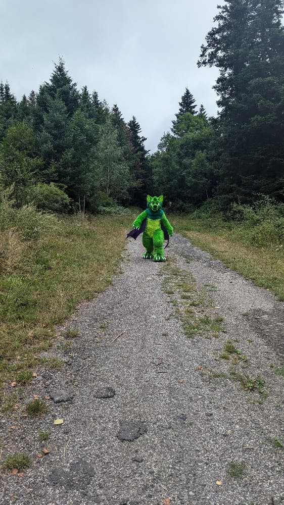 
A dark forest - Photo 4