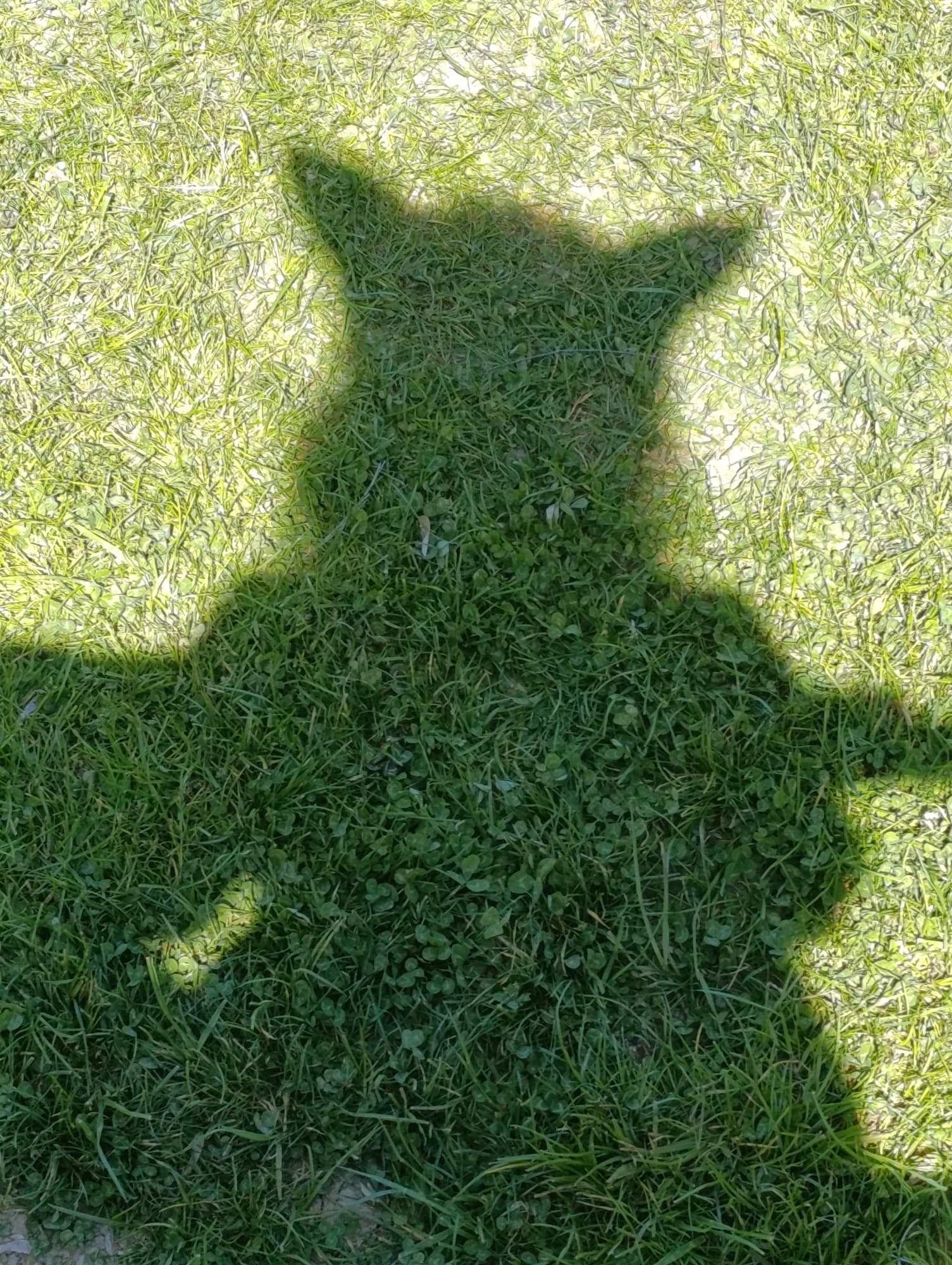 OC - Roman - Photo 1