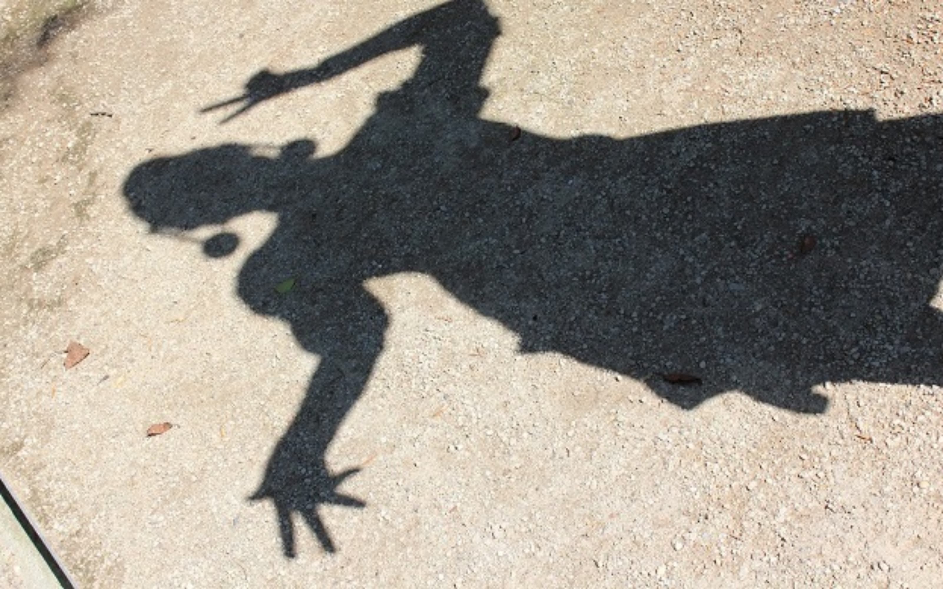 Sailor Pallas  - Photo 39