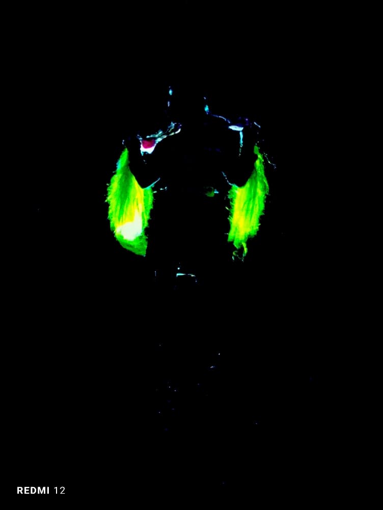 Mitsuri KANROJI - Photo 74