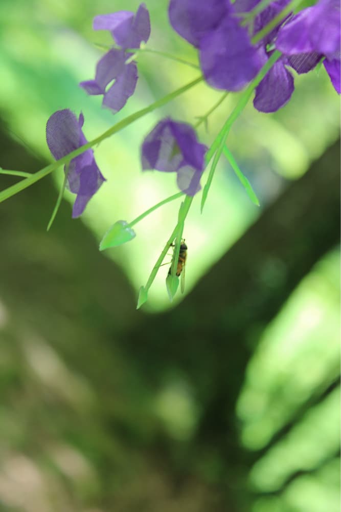 Shootphoto printemps - Photo 10