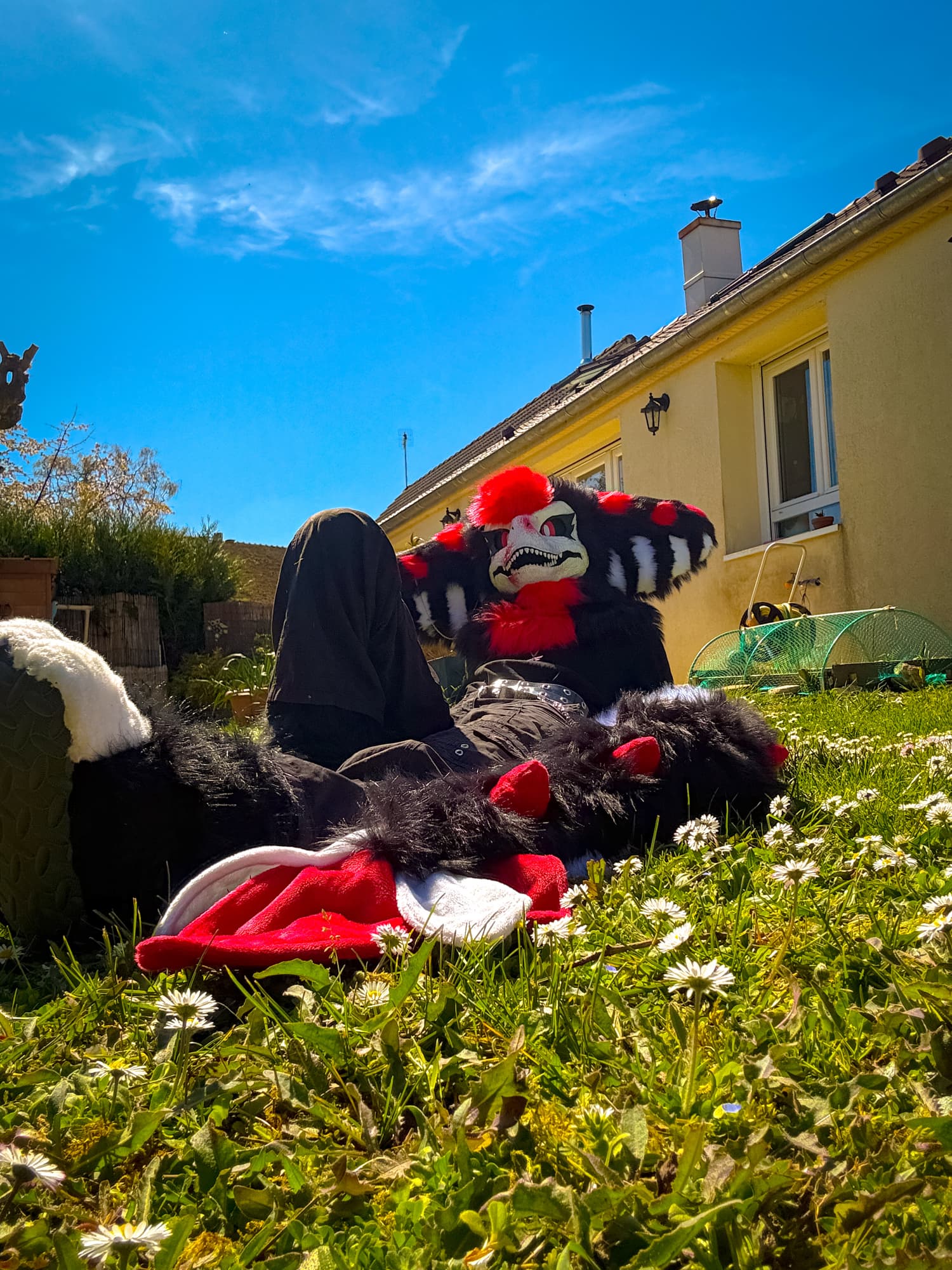 Dexter - Photo 8