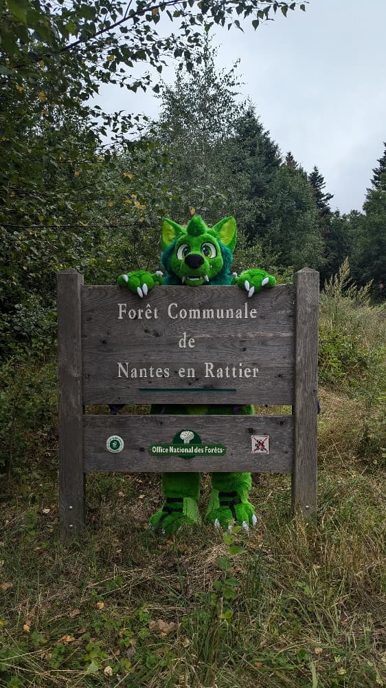 
A dark forest - Photo 11