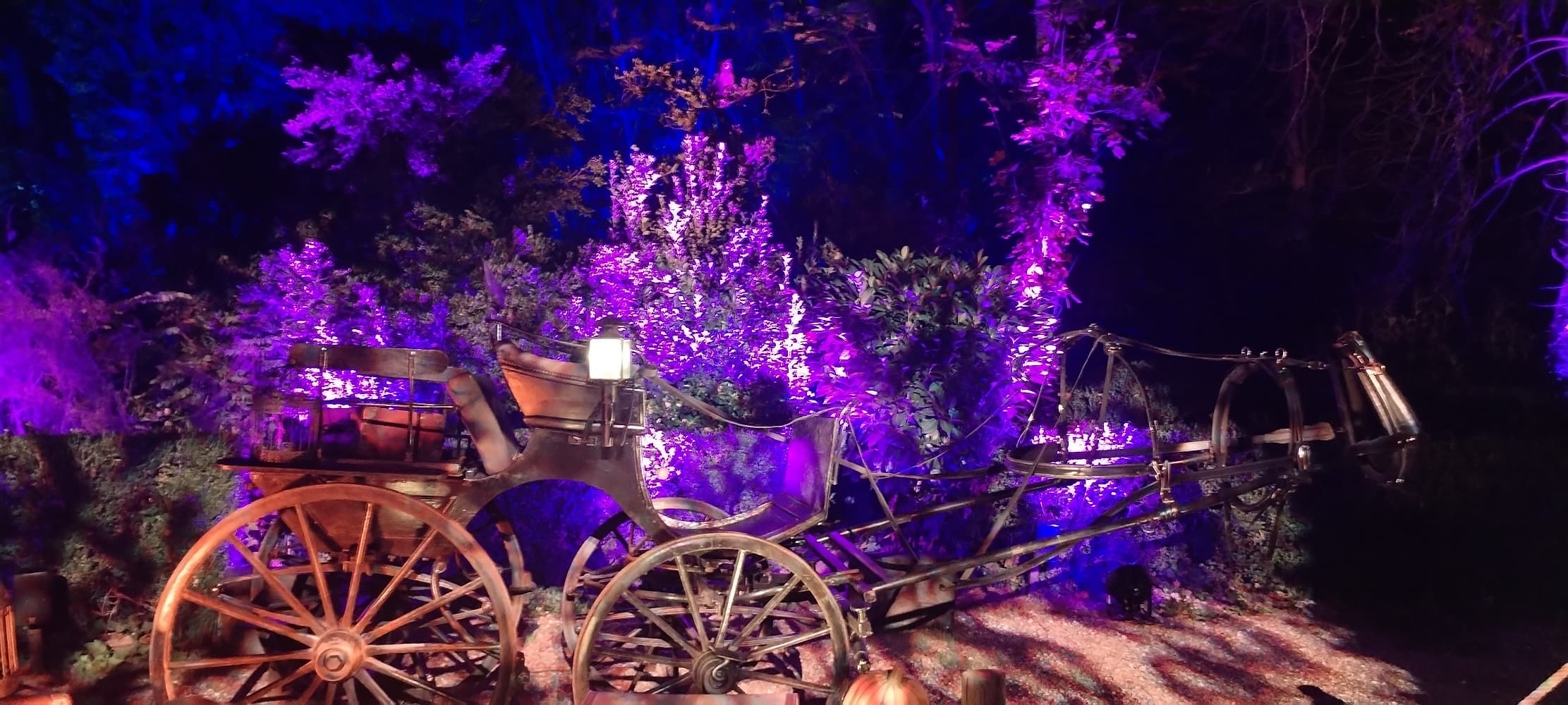 La forêt interdite - Photo 12