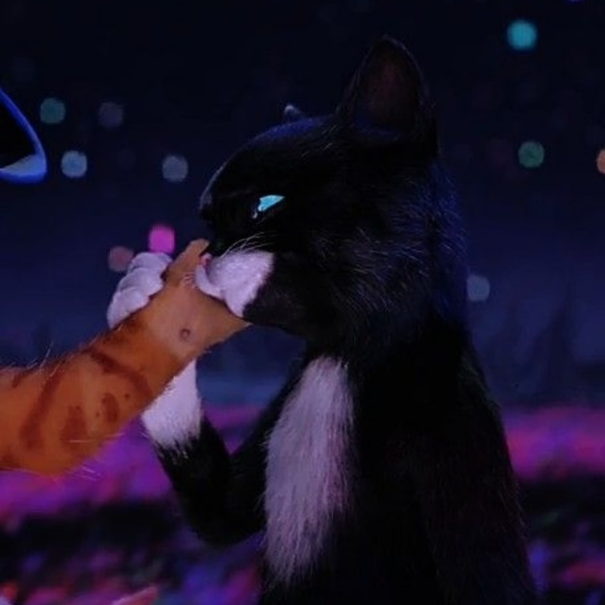 Kitty patte de velou