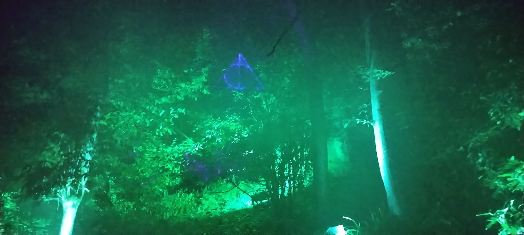 La forêt interdite - Photo 21