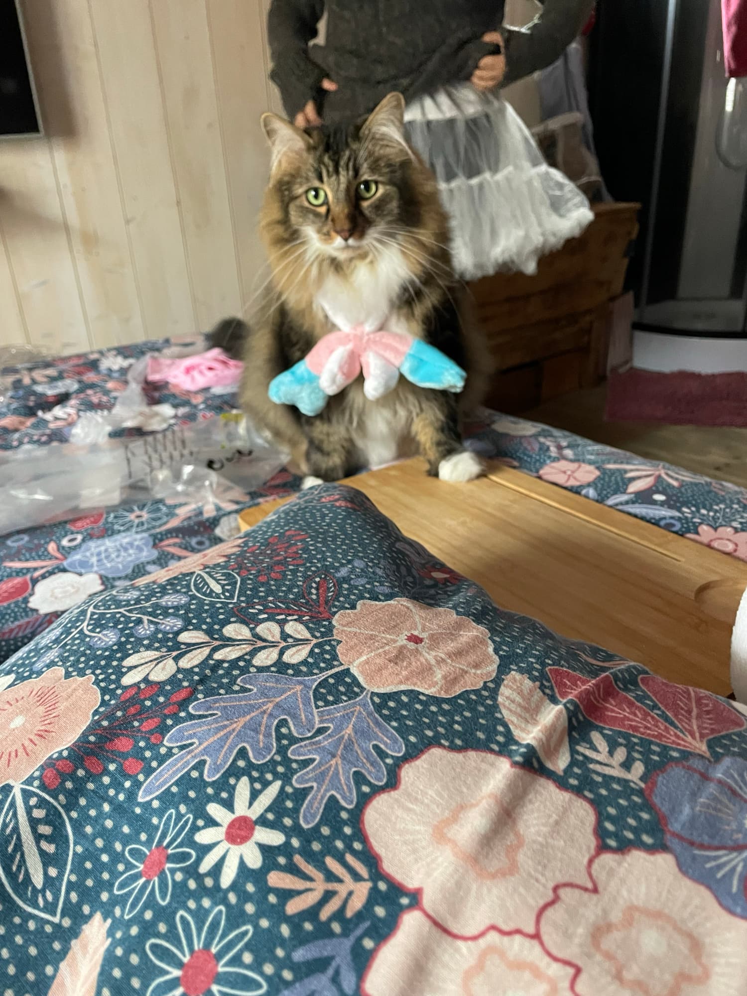 Costests (de la d) - Photo 4