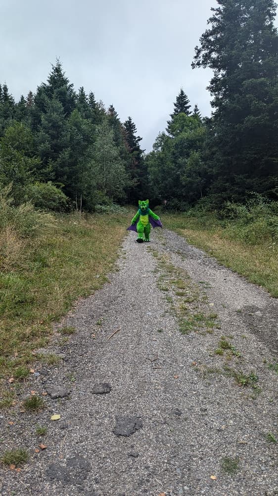 
A dark forest - Photo 9