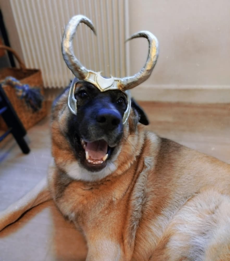 Zuko l'Akita en Loki - Photo 1