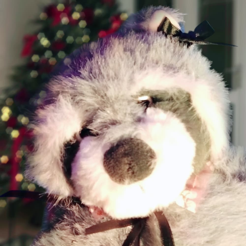 Christmas 2024 - Photo 4