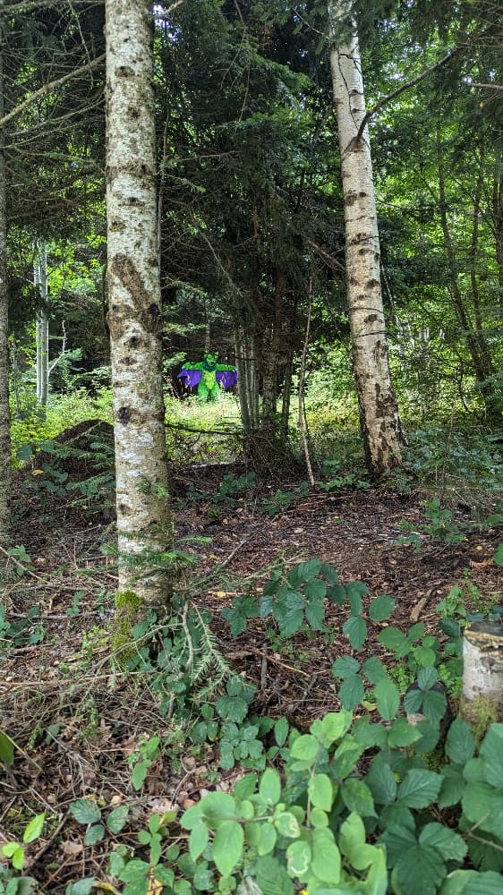 
A dark forest - Photo 5