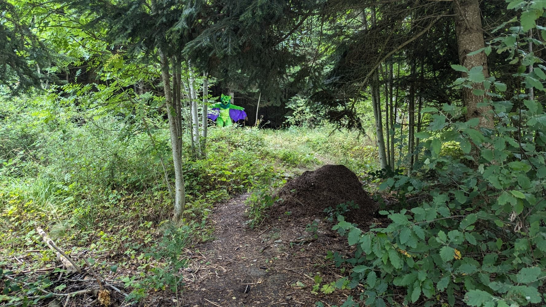 
A dark forest - Photo 6