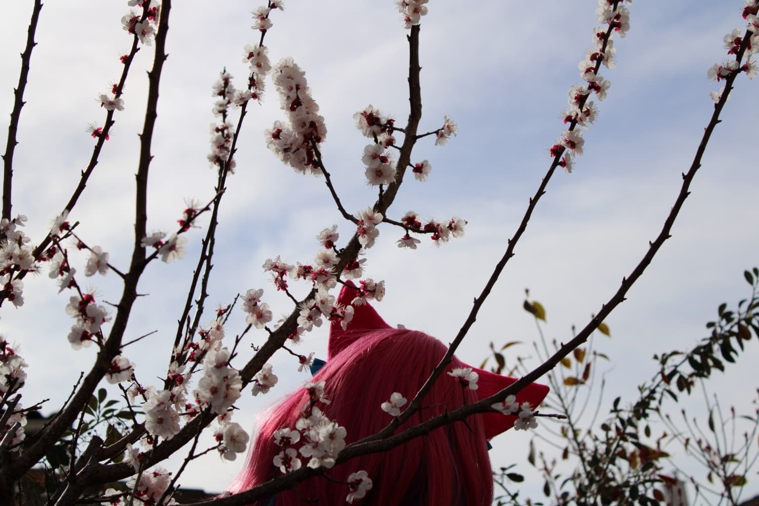 Ahri spirit blossom - Photo 5