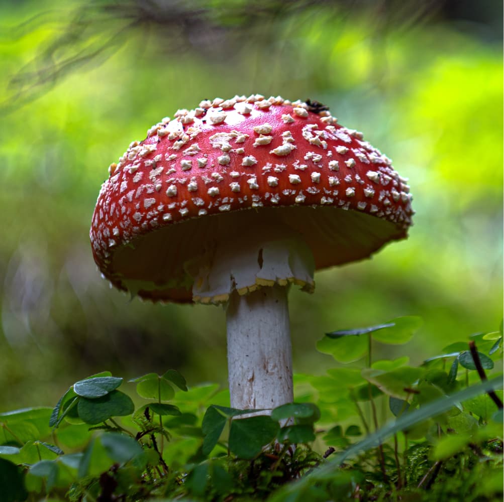 Amanita 