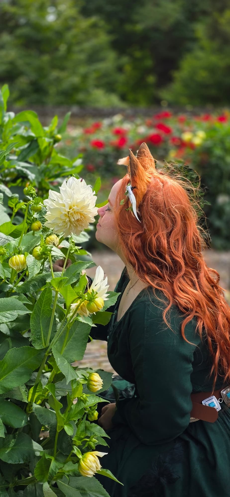 Summer fox  - Photo 3