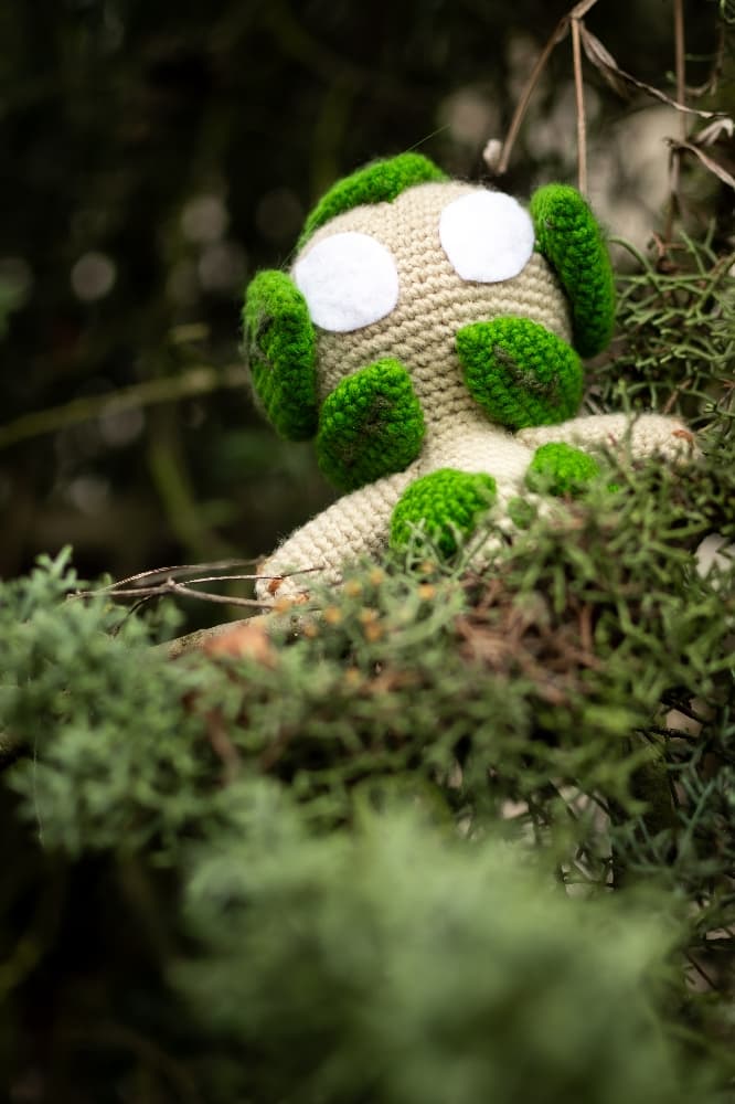 Amalia dofus - Photo 2