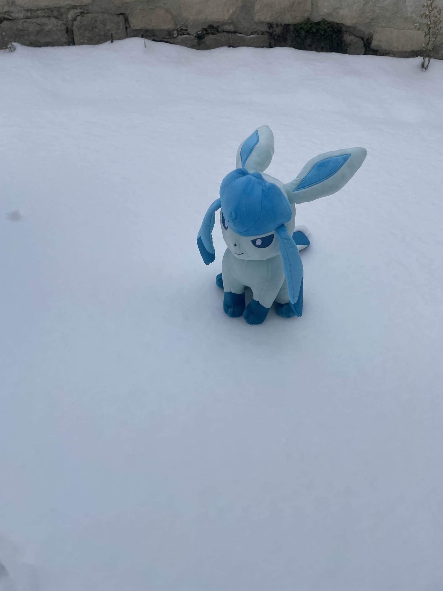 Glaceon - Photo 6
